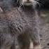 Манул Лоло и раз манул два манул три манул Новосибирский зоопарк Manul Zoo