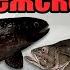 РР4 СТРИМ ГДЕ ЛУЧШЕ КЛЮЕТ НА НОРВЕЖСКОМ МОРЕ РУССКАЯ РЫБАЛКА 4