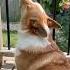 Corgi Masters Howling Excessive Cuteness Corgi Dog