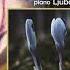 Tchaikovsky Six Romances Op 63 1887 IV The First Meeting Allegro Vivo E Major