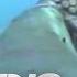 Sea Lion Vs Octopus World S Deadliest