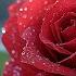 Beautiful Melody To Tears Music For The Soul Great Music By Sergey Grischuk 18