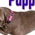 Easy Puppy Training 3 Things 1 Session Leash Walking Leave It Lie Down