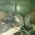 Redtail Catfish Eat My Arowana Silver Shorts Redtailcatfish