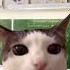 Учитель матерится рек Youtube актив мемас Cat