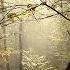 Alexander Tarasov Autumn