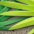 Лист С Пальмы Diy Легкий Оригами Palm Diy
