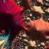 Frax Fractal Animation 5