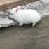 Me And My Sister Playing With Our Baby Bunny