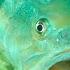 How Fish React To Different Jigs Underwater Bite Footage