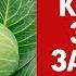 Йод для капусты Суперсредство от болезней и вредителей Урожай будет в 2 раза больше